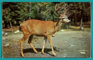 Four Point Buck Deer - [MX-822]