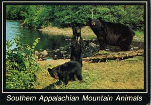 Black Bears in North Carolina