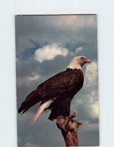 Postcard American Bald Eagle, Greetings from Ray King's Contact, Nevada