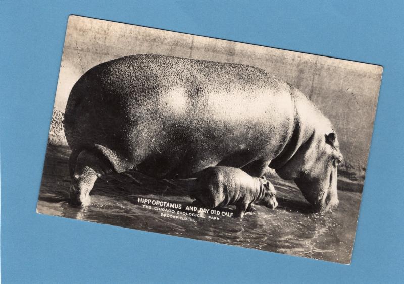 Hippos, Hippopotamus, RPPC Postcard, Chicago Zool, Brookfield, Illinois