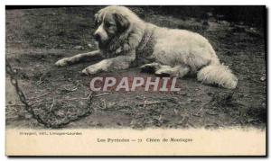 Old Postcard Mountain Dog Dogs Pyrenees