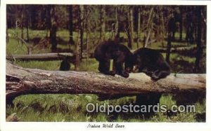 Native Wild Bear, Black and Brown Bear Unused 