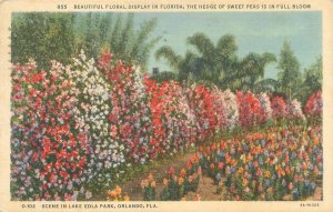 Orlando Florida Lake Eola Park Sweet Pea Hedge 1938 Linen Postcard Used