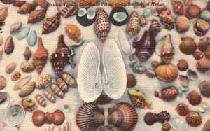 Vintage Postcard 1940's Ceaseless Tide Washes Ashore Hundreds Species Seashells