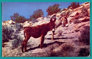 Sweethearts Of The Desert - Little Burros - [MX-793]