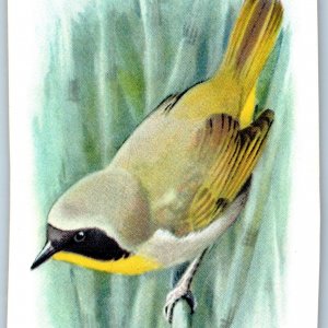 c1930s Northern Yellow-Throat Bird Soda Trade Card 9th #2 Church Dwight C10