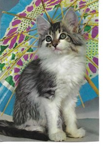 Cat posing under a parasolModern German photo postcard 1970s