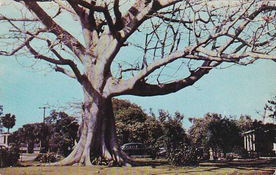 Florida Clearwater Base Of Famous Bombax Tree 1952