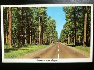 Vintage Postcard 1960's Ponderosa Pine Oregon
