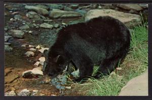 Black Bear