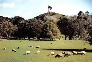 Cornwall Park - Auckland, New Zealand