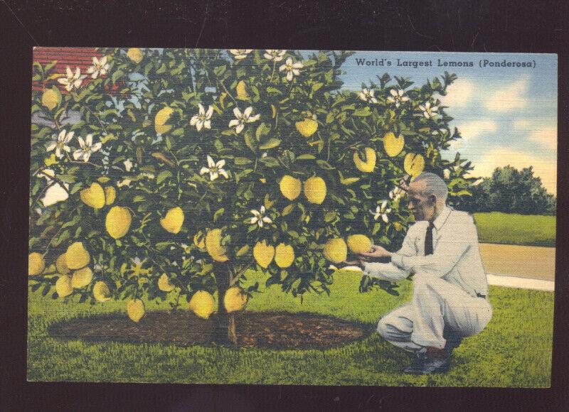 WINTER HAVEN FLORIDA WORLD'S LARGEST LEMONS FARMING VINTAGE POSTCARD