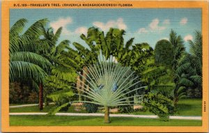 Florida Traveler's Palm Curteich