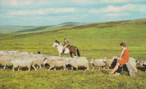 Rounding Up The Sheep In Princetown Dartmoor 1970s Farming Postcard