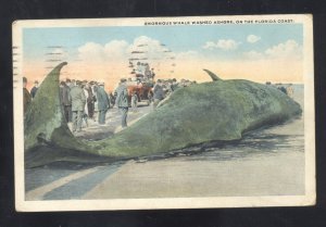 DAYTONA BEACH FLORIDA HUGE WHALE WASHED UP ON SHORE VINTAGE POSTCARD 1931