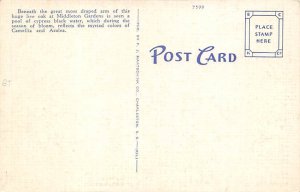 Middleton Gardens Charleston, South Carolina USA Postcard