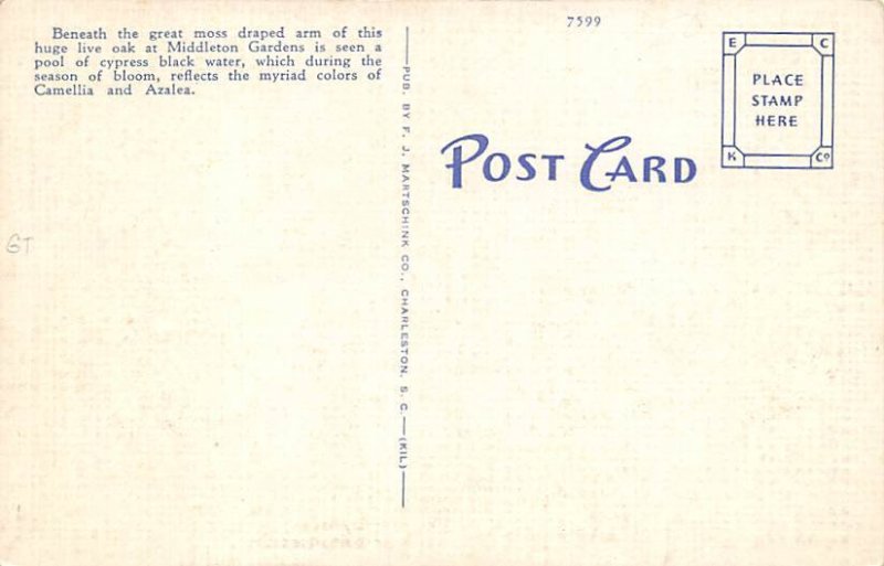 Middleton Gardens Charleston, South Carolina USA Postcard