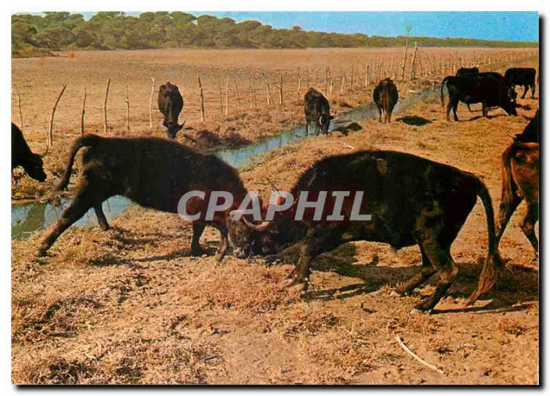 Postcard Modern B R Camargue Bulls Fighting