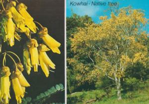 Kowhai Native Tree National Flower New Zealand Postcard