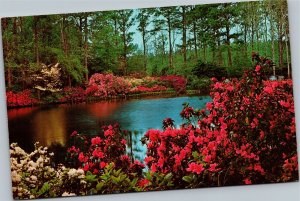 Postcard Flowers Azalea Gardens