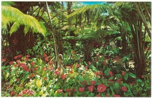 Red Anthuriums And Hawaiian Tree Ferns, Vintage Chrome Postcard