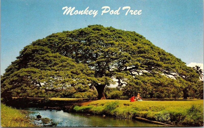 Hawaii Monkey Pod Tree Scenic Tropical Wildlife Foliage Chrome Postcard 