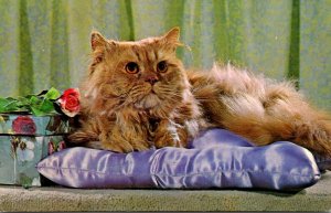 Cats Purebred Red Persian