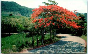 M-22697-1 The Flame Tree or flamboyant in full bloom Puerto Rico