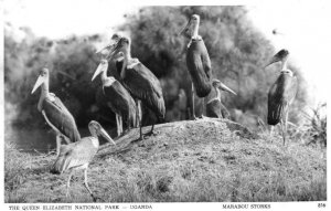 Uganda Marabou Storks National Park Birds African Real Photo Postcard