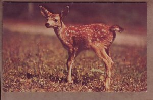 A little deer sends greetings vintage unused chrome animal postcard