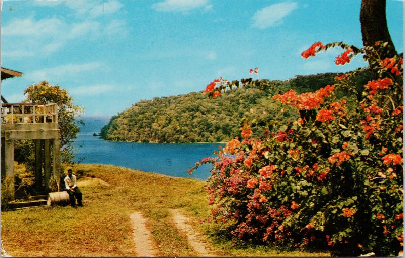 Man Of War Bay Tobago BWI Charlotteville Estate c1960 Vintage Postcard D73