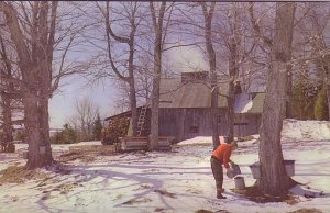 OVERSIZE Taping Trees, Maple Syrup, Sugar Shake, Sheffield, Vermont, 5.5 X 8.5