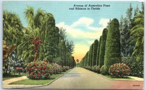 M-94968 Avenue of Australian Pines and Hibiscus in Florida USA