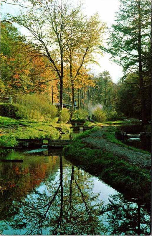 Postcard NATURE SCENE Between Cherry Springs & Galeton Pennsylvania PA AO3039