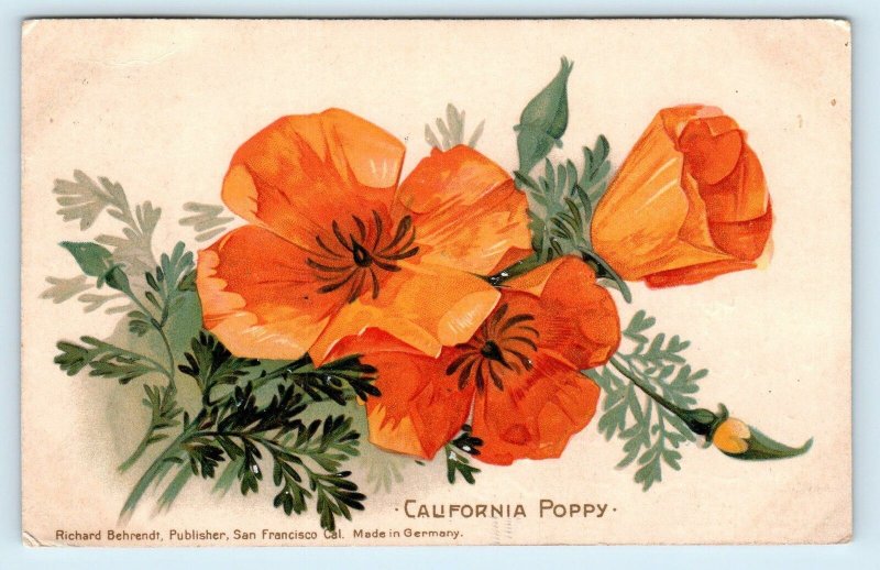 CALIFORNIA Golden POPPIES ~ c1900s Richard Behrendt Published Postcard