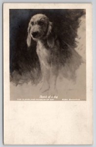 Roba Bonheur RPPC Sketch Of A Dog Cleveland Museum Of Art Photo Postcard S27