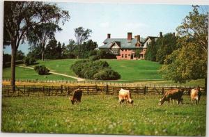 postcard Shelburne House, Shelburne Farms, Vermont cows grazing