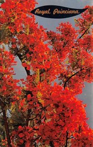 Royal Poinciana Flame Tree Flowers FL