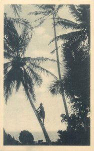Oceania Caroline Islands native picking coconuts