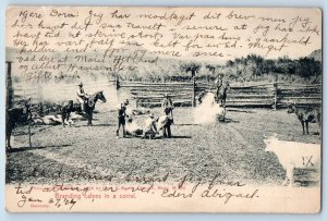 Chinook Montana Postcard Branding Calves Corral Farm Barn c1907 Vintage Antique