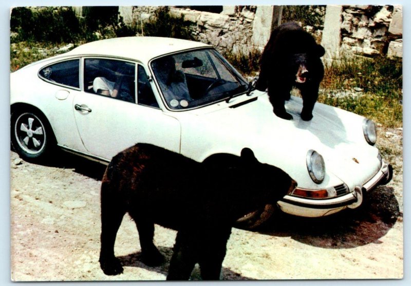 SIGEAN, FRANCE ~ Bears & Porsche? AFRICAN RESERVE Zoo  4x6 Postcard