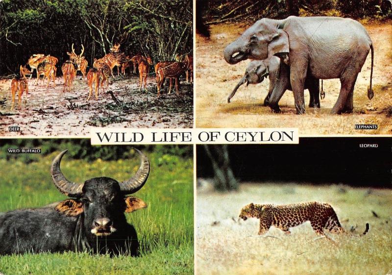 BR99346 wild life of  sri lanka ceylon elephant deer leopard