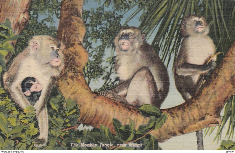 Monkey Jungle , MIAMI , Florida , 1930-40s