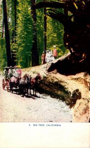 California Big Tree Fallen Giant