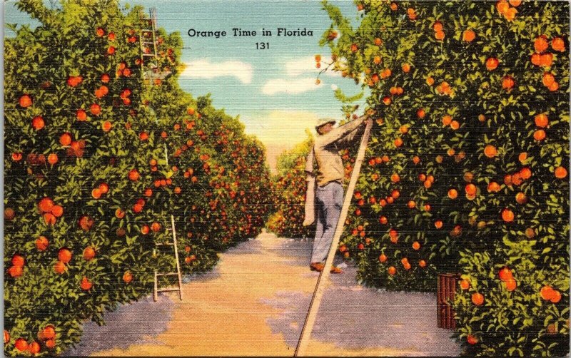 Orange Groves Florida Tropical Plantlife Growing Linen Cancel WOB Postcard 