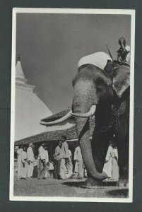Ca 1935 Real Photo Post Card Ceylon Elephant At Tusker Kelaniya Temple