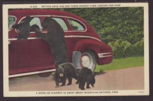 Mother Bear and Three Cubs,Great Smokey Mountains Postcard 