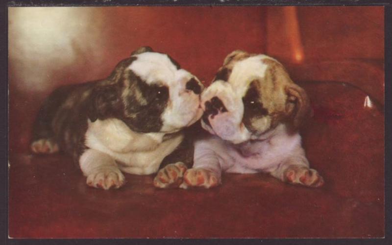 Puppies Postcard 