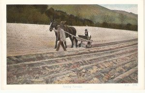 Sowing turnips. Horse Nice old vintage english postcard