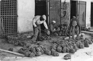 Tarpon Springs FL Sorting & Stringing Sponge Real Photo Postcard